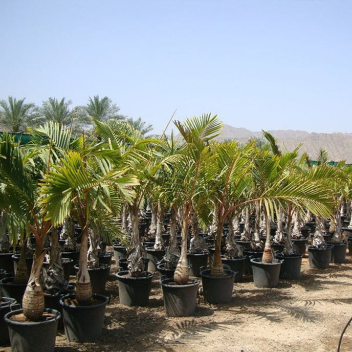 Large Bottle Palm plant from Plant House, 1.5 to 2 meters tall with lush green fronds, ideal for indoor or outdoor spaces.