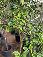 Healthy Persian lime plant (Citrus × latifolia) from Plant House, featuring vibrant green leaves and a mature growth height.