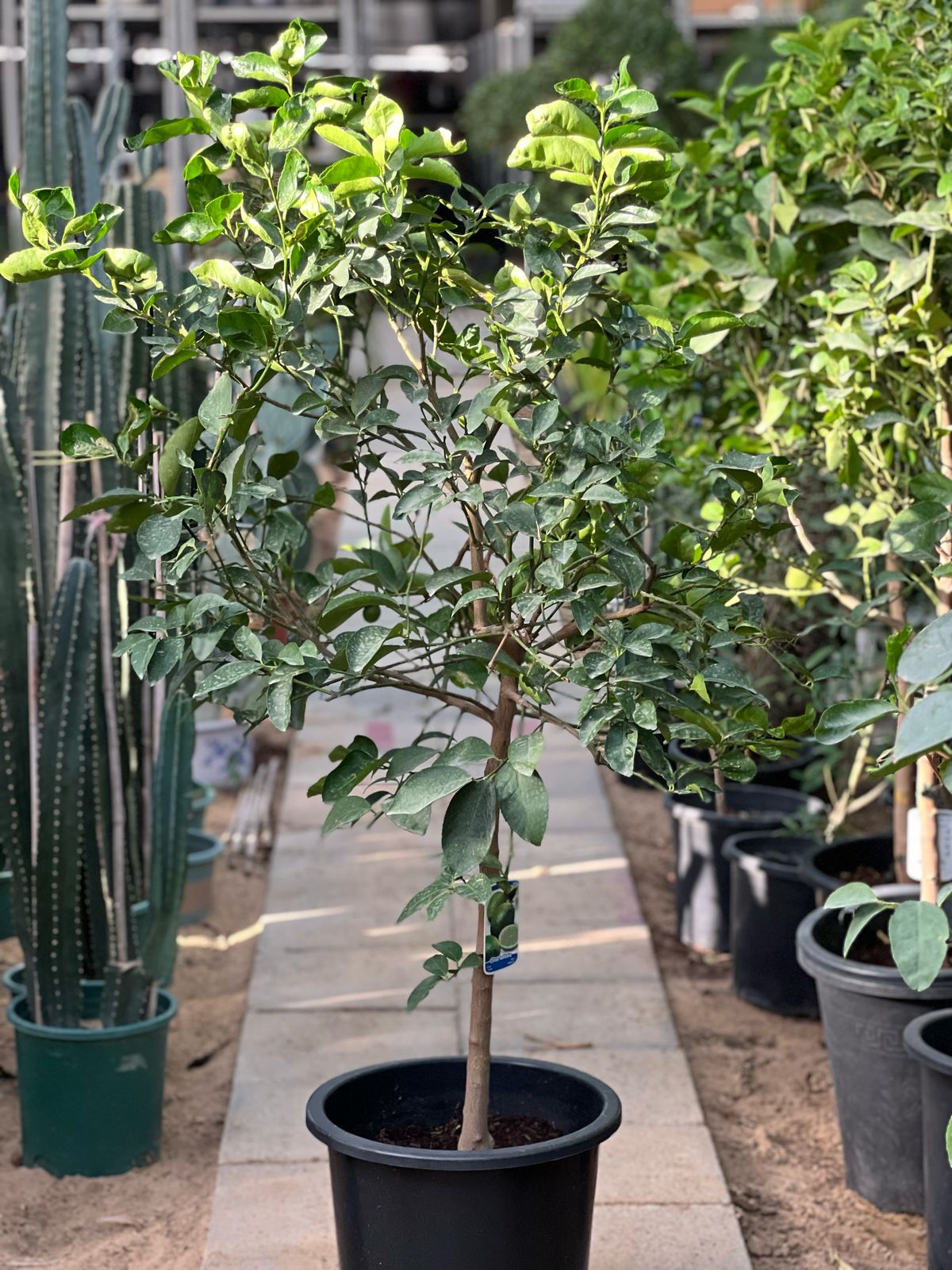 Healthy Persian lime plant from Plant House with lush green foliage, approximately 1.8 to 2 meters tall.