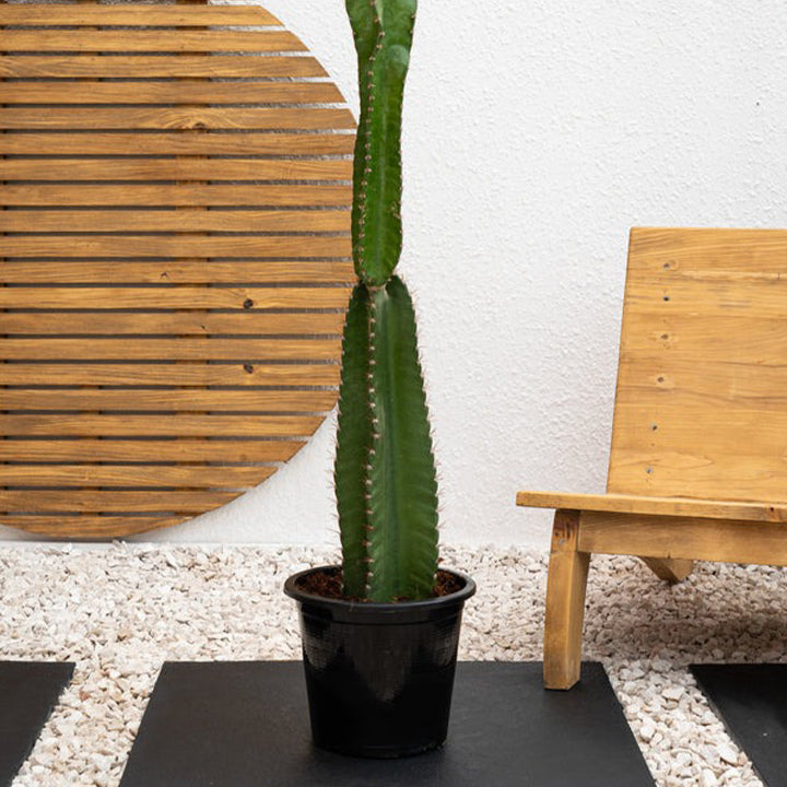 Peruvian Apple Cactus plant from Plant House, tall green succulent with spiny stems and vibrant red fruit.
