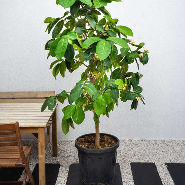 Water Apple plant from Plant House, showing lush green foliage and a healthy, mature water apple tree.
