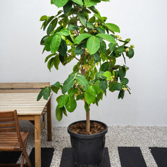 Water Apple plant from Plant House, showing lush green foliage and a healthy, mature water apple tree.