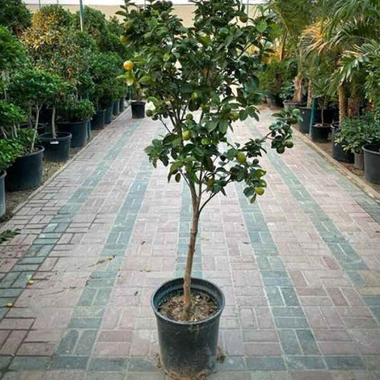 Honeybell Orange plant from Plant House, a Minneola Tangelo tree with lush green leaves and vibrant orange fruit ready to harvest.