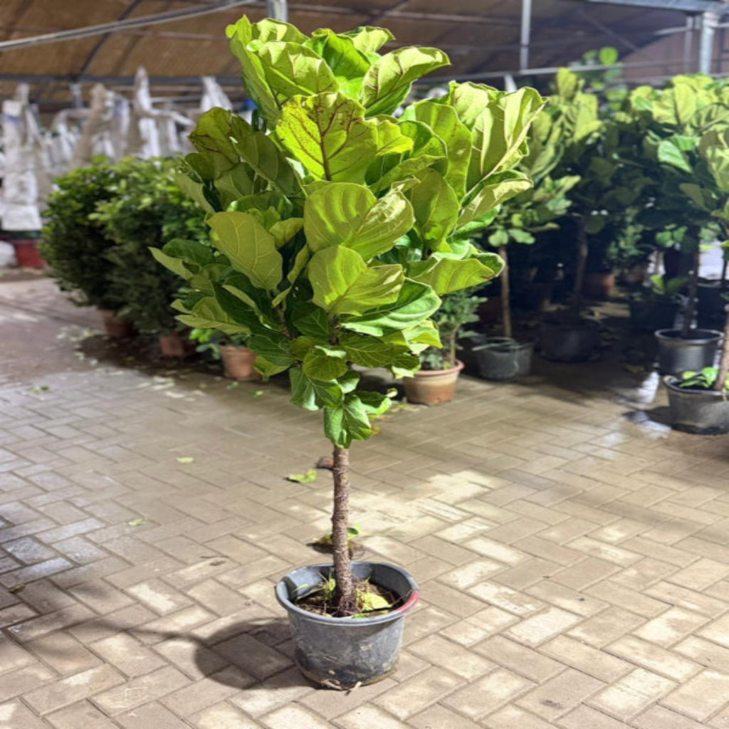Fiddle Leaf Fig Tree, indoor tropical plant by Plant House, showing large green leaves and tall, lush foliage.