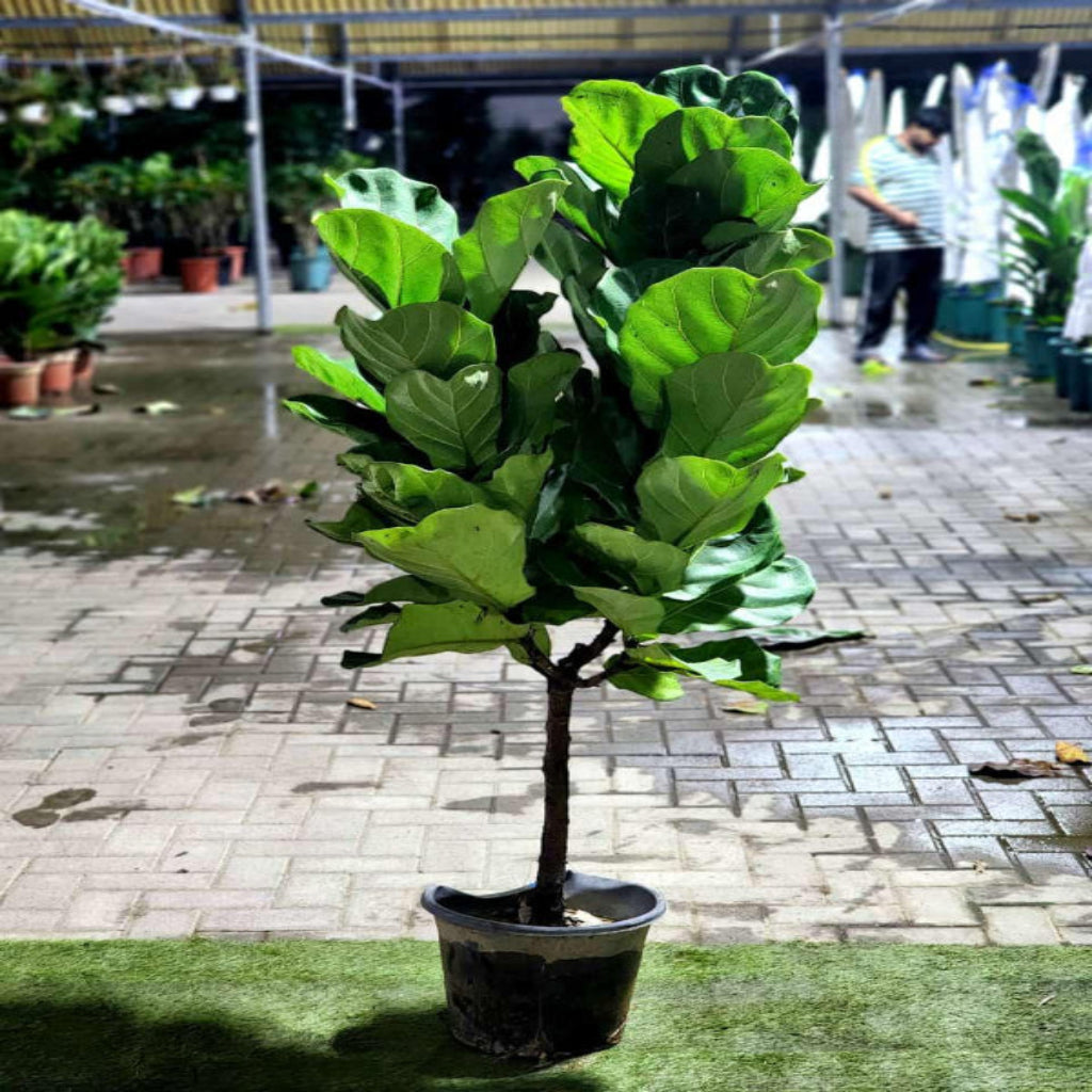 Indoor Fiddle Leaf Fig Tree by Plant House, 1.5m tall with large green leaves, suitable for tropical indoor decor.