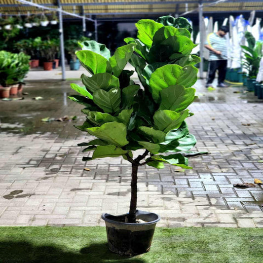 Indoor fiddle leaf fig tree by Plant House, lush tropical Ficus lyrata plant with broad green leaves, ideal for home decor.