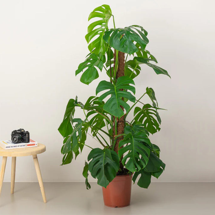 Healthy Monstera deliciosa Swiss Cheese Plant from Plant House with large, split green leaves, approximately 100-120cm tall.