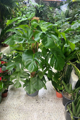 Large Monstera deliciosa Swiss Cheese Plant from Plant House with broad, split leaves, measuring 100 to 120 cm tall.