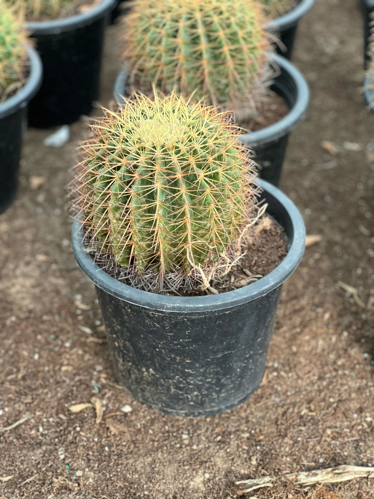 Golden Barrel cactus plant from Plant House, 10-20cm size, featuring round, spiny, yellow-green body with a desert-inspired look.