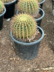 Golden Barrel cactus plant from Plant House, 10-20cm size, featuring round, spiny, yellow-green body with a desert-inspired look.