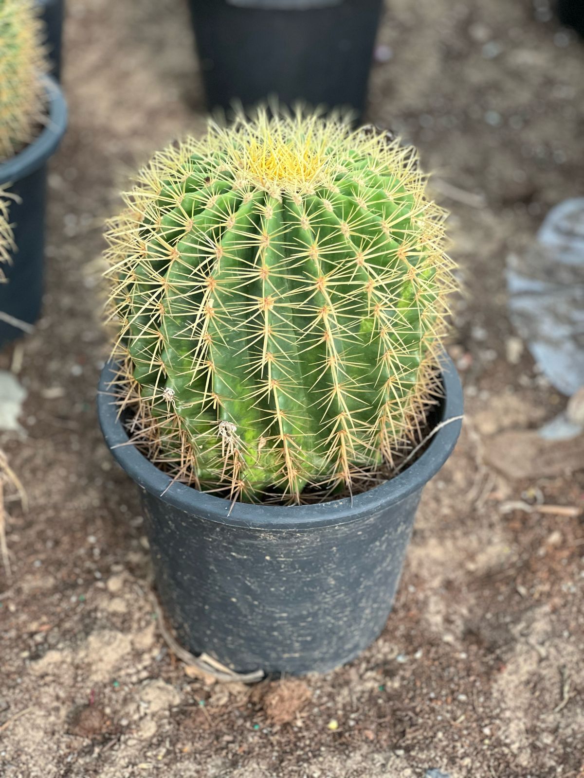 Golden Barrel Cactus plant from Plant House, featuring a round, spiny cactus with a green body and golden-yellow spines.