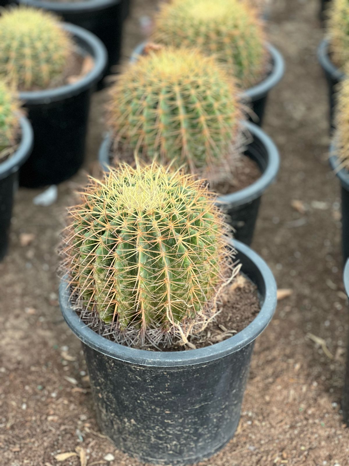 Golden Barrel Cactus plant by Plant House, 10-20cm, round yellow-green succulent with spines, in a small pot.