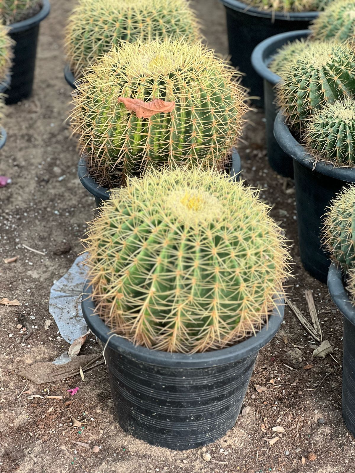 Golden Barrel Cactus plant from Plant House, 10-20cm tall, with round, spiny golden-yellow appearance on a neutral background.