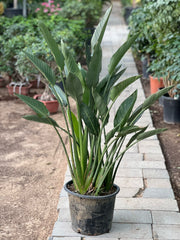 Tall Bird of Paradise plant from Plant House, with large green leaves, approximately 1 to 1.2 meters in height.