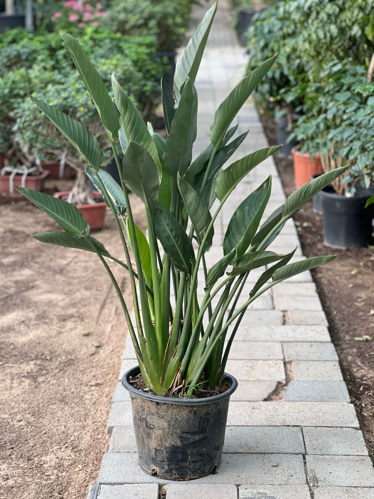Tall Bird of Paradise plant from Plant House, featuring lush green leaves and vibrant foliage, approximately 1 to 2 meters tall.