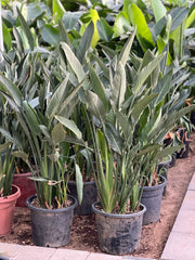Tall Bird of Paradise plant from Plant House with lush green leaves, approximately 1 to 2 meters tall.