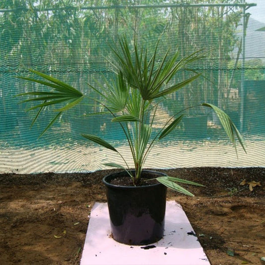 European Fan Palm plant from Plant House with large, fan-shaped green fronds, approximately 1 to 2 meters tall.