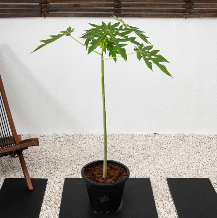 Healthy Papaya Tree from Plant House, 1-2 meters tall, lush green foliage, ready for planting in a garden or yard.