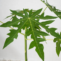 Healthy Papaya Tree from Plant House, 1 to 2 meters tall, featuring lush green leaves and sturdy trunk in a garden setting.