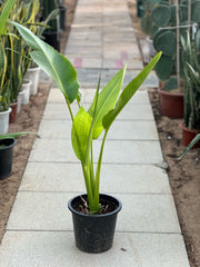 Traveller's Palm plant from Plant House, showing lush green fronds and tall, slender trunk in a natural indoor setting.