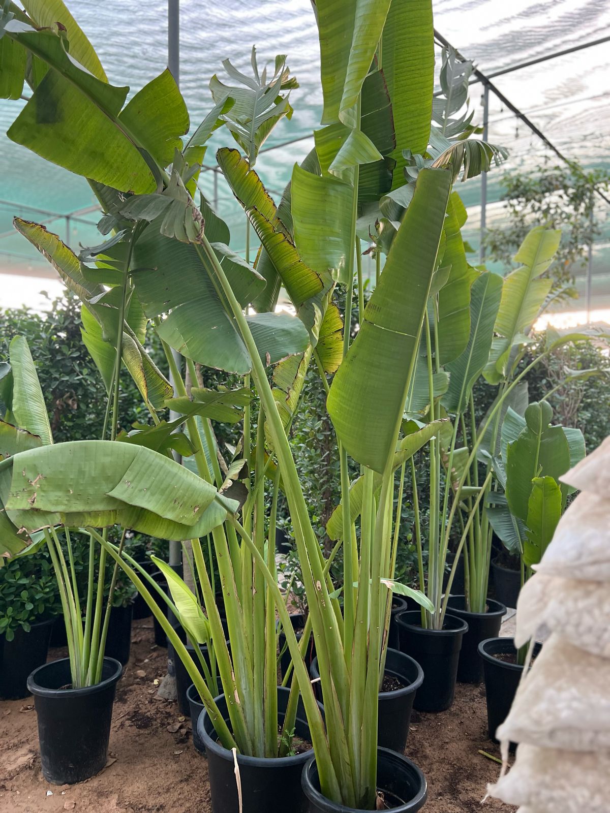 Traveller's Palm plant from Plant House with long, arching fronds and a tall stem, displayed in a natural setting.