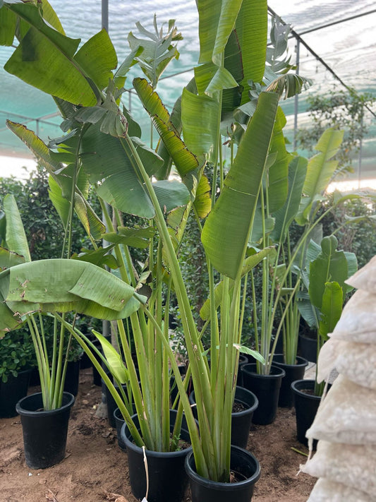 Traveller's Palm plant from Plant House with long, arching leaves and a thick trunk, displayed in a decorative pot.