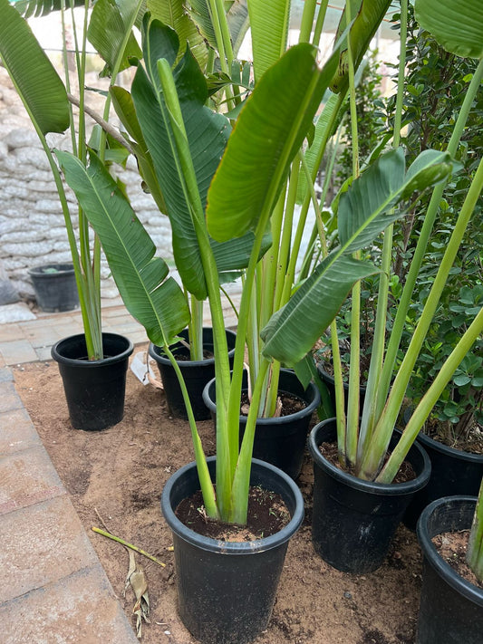 Traveller's Palm plant from Plant House with long green fronds and a tall, slender trunk in a natural setting.
