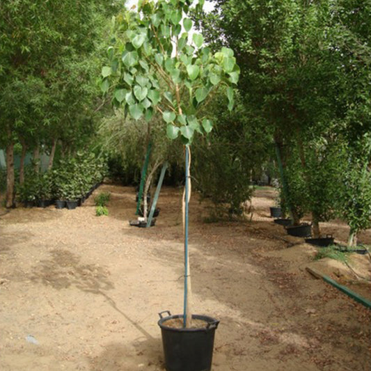 Large Sacred Fig (Ficus Religiosa) plant from Plant House with lush green foliage, tall and vibrant, ideal for indoor or outdoor spaces.