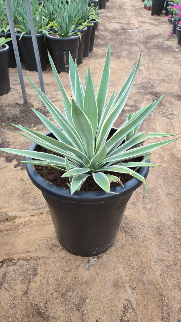 Agave plant from Plant House with thick, spiked green leaves in a decorative pot.