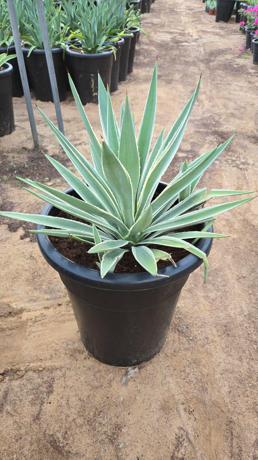 Agave plant from Plant House with thick, spiked green leaves in a decorative pot.