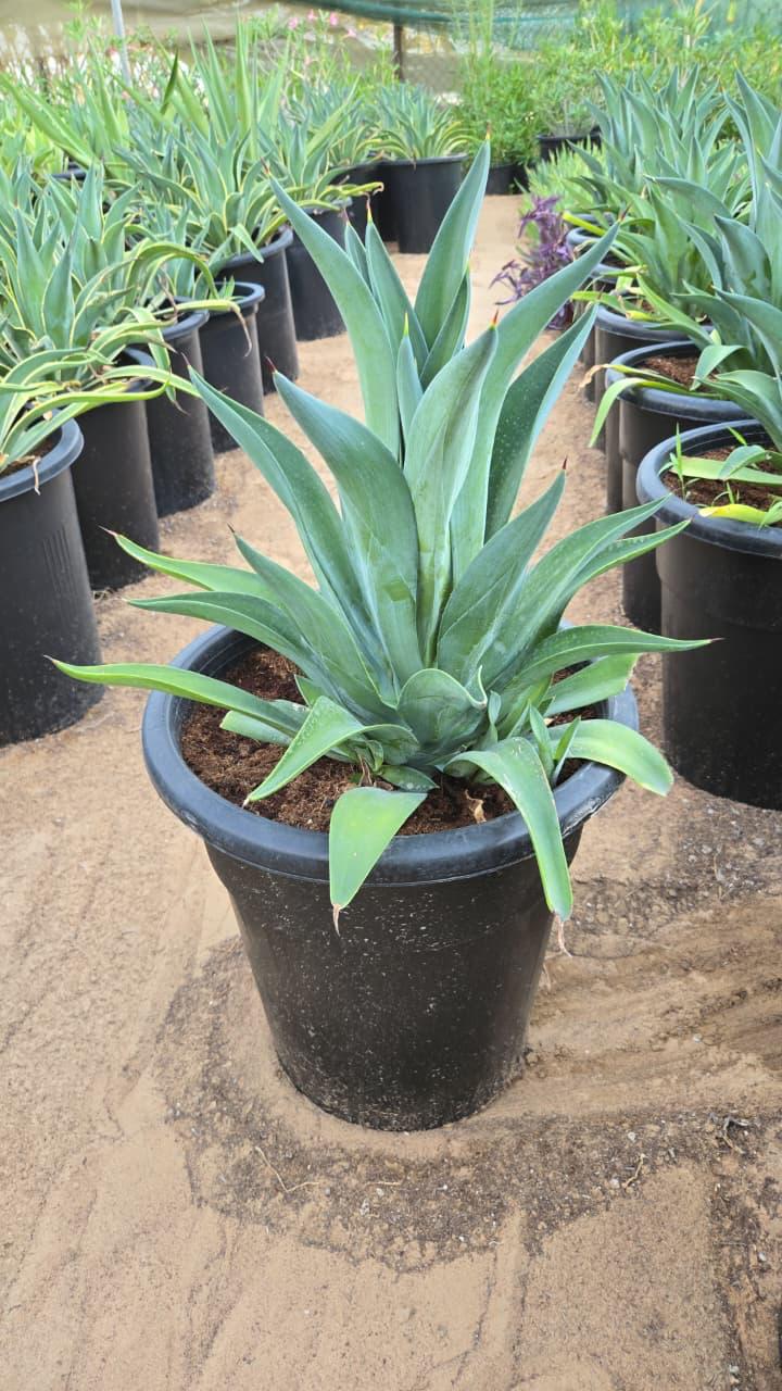 Potted agave plant from Plant House with spiky green leaves, displayed outdoors in a garden setting.
