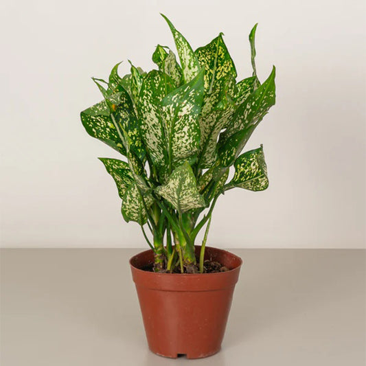 Healthy Aglaonema Maria Chinese Evergreen plant with variegated green and silver leaves, displayed in a decorative pot.