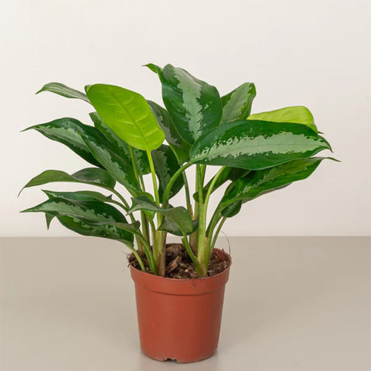 Healthy Aglaonema Pattaya Beauty plant with vibrant green leaves, potted in a decorative container, showcasing lush indoor foliage.