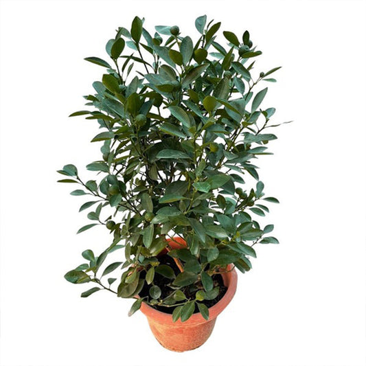 Healthy Chinese Orange (Citrus mitis) plant with vibrant green leaves and bright orange fruit on a lush indoor plant.