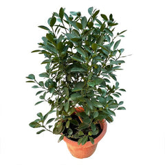 Chinese Orange citrus mitis plant from Plant House, 20-30cm tall with vibrant green leaves and small orange fruit.