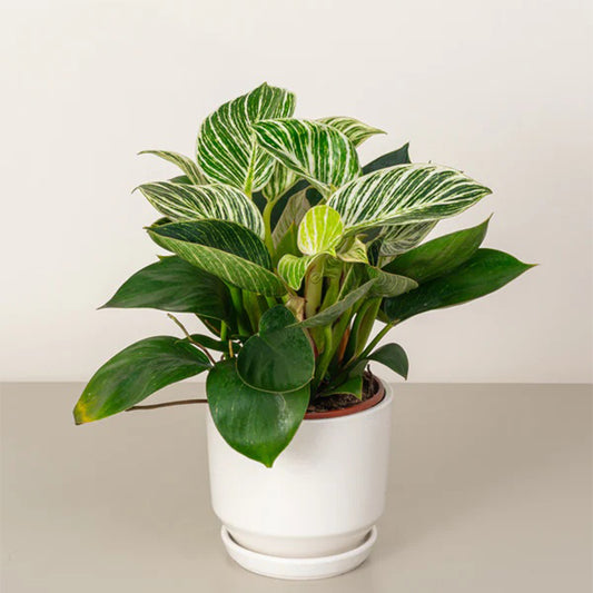 Healthy Philodendron Birkin plant with variegated green and white leaves, displayed in a pot on a wooden surface.