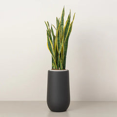 Healthy Snake Plant from Plant House with tall, green, upright leaves in a 20cm-30cm pot, ideal for indoor decor.