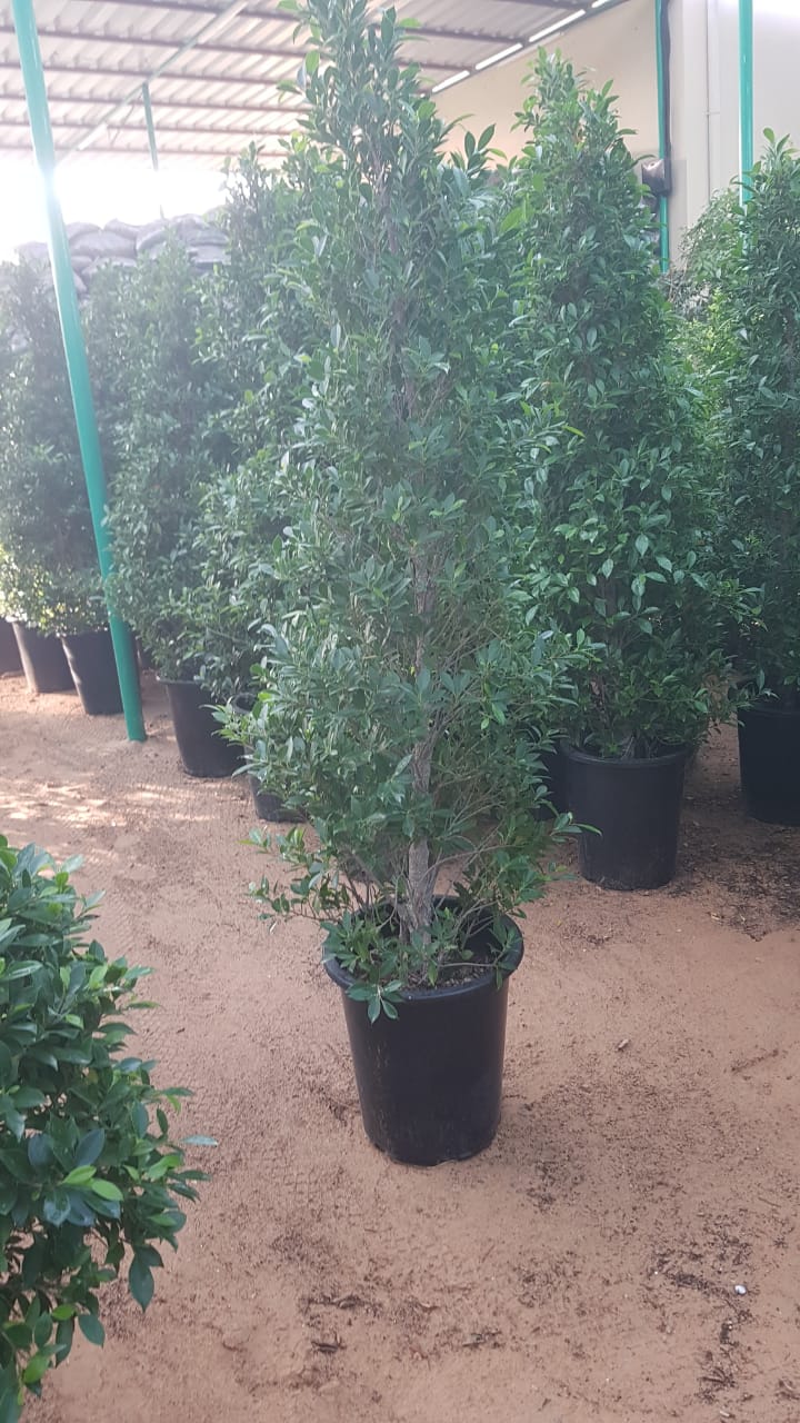 Ficus Nitida Cone plant from Plant House, 2 meters tall, with dense, dark green foliage and a conical shape.