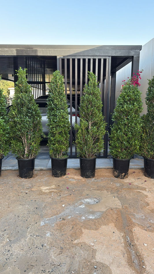 Ficus Nitida Cone plant from Plant House with dense green foliage and cone-shaped growth, ideal for indoor or outdoor decoration.