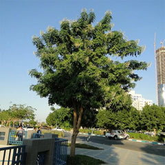 Tall Millingtonia Hortensis tree jasmine plant from Plant House, showing lush green foliage and flowering branches.