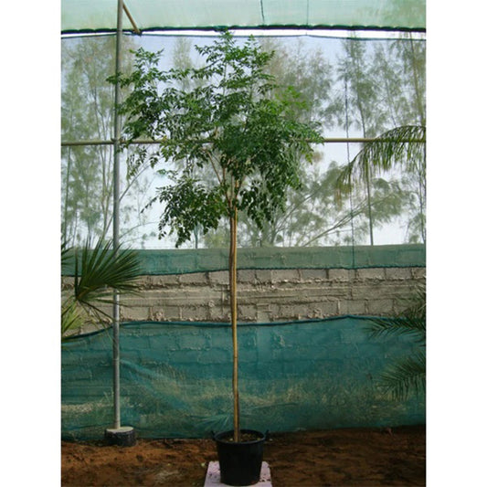 2.5m Millingtonia hortensis (Tree Jasmine) plant from Plant House, showcasing lush green foliage and blooming white flowers.