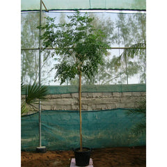 Healthy Millingtonia Hortensis tree Jasmine, a lush green plant from Plant House, with dense foliage and tall growth.