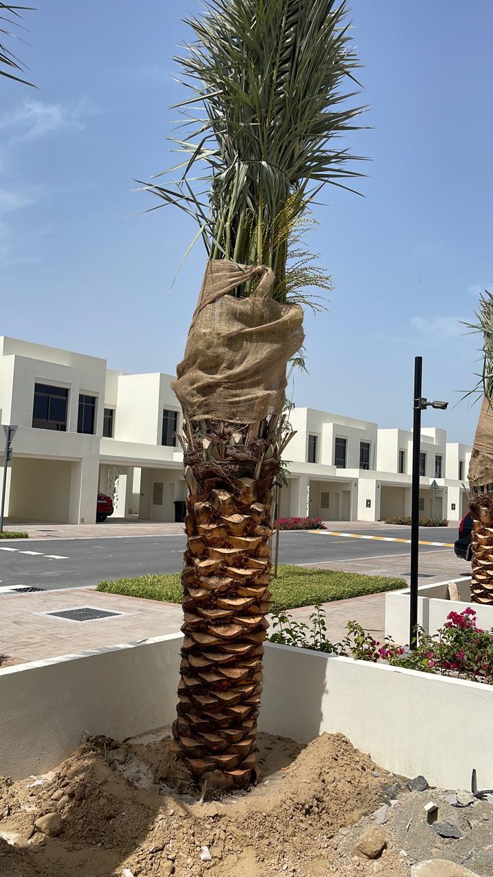Large 2-meter date palm plant from Plant House with lush green fronds and sturdy trunk, ideal for indoor or outdoor decor.