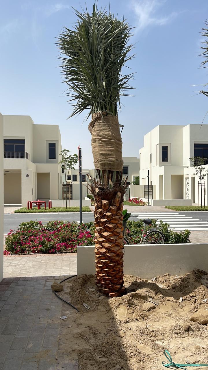 2-meter Date Palm plant from Plant House with lush green fronds and sturdy trunk, ideal for indoor or outdoor decor.
