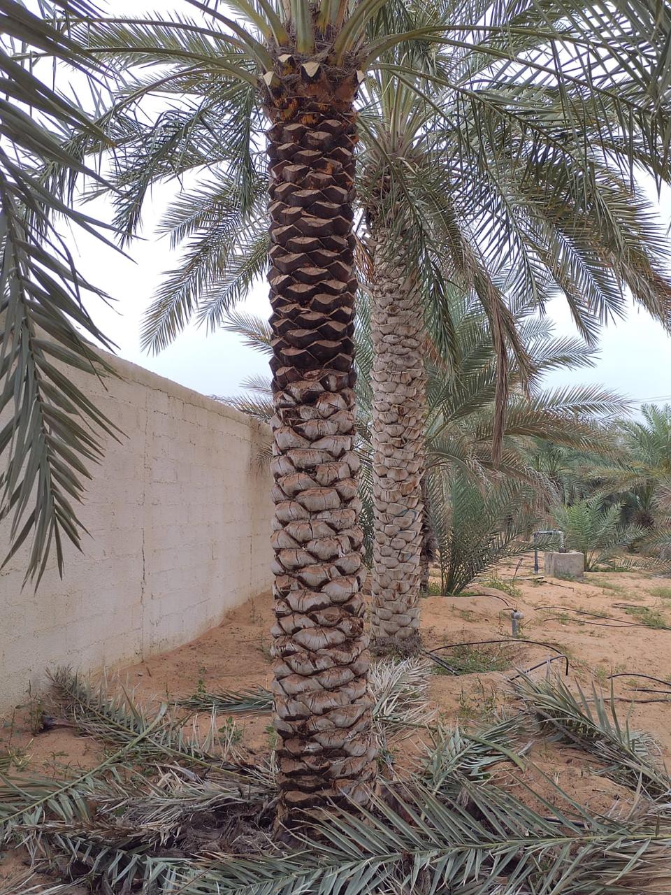 Lush 2-meter Date Palm plant from Plant House with long green fronds and sturdy trunk, ideal for indoor or outdoor decor.