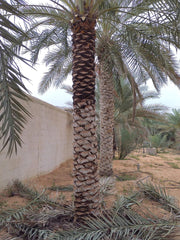 Lush 2-meter Date Palm plant from Plant House with long green fronds and sturdy trunk, ideal for indoor or outdoor decor.