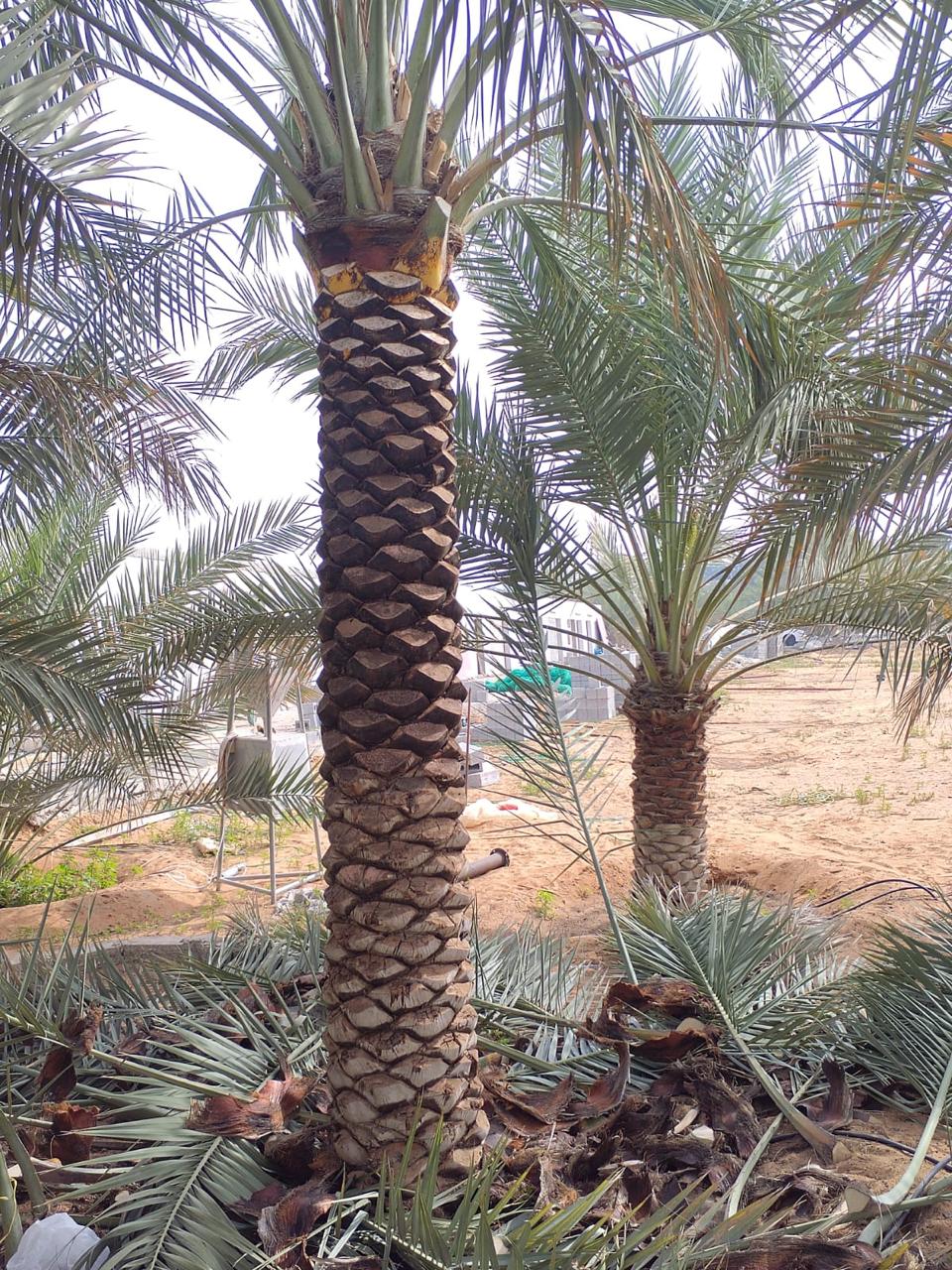 Lush 2-meter Date Palm plant from Plant House with broad green fronds, perfect for indoor or outdoor tropical decor.