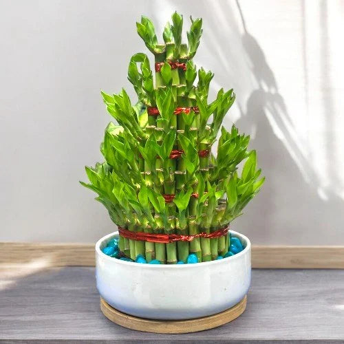 Five-layer Lucky Bamboo plant by Plant House, an indoor water plant believed to bring good luck and prosperity.