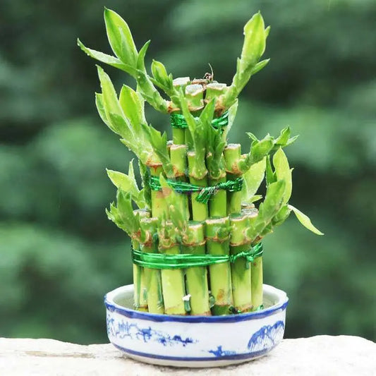 Lucky Bamboo plant in a clear glass container, showcasing its green stalks and vibrant leaves, ideal for indoor water plant decor.