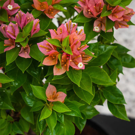 Pink Pixie plant from Plant House with vibrant pink foliage in a decorative pot, showcasing lush, healthy leaves.